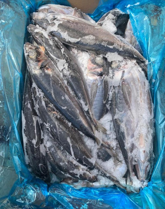 Fish - Kote 20kg (Wholesale)