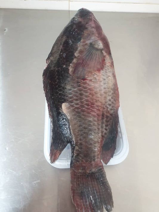 Fish - Tilipia